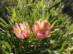 Protea burchellii