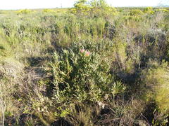 Protea burchellii