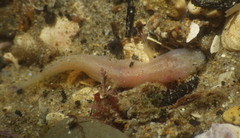 Typhlogobius californiensis