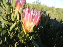 Protea burchellii