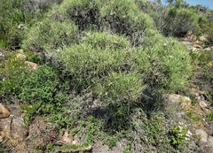 Allocasuarina humilis