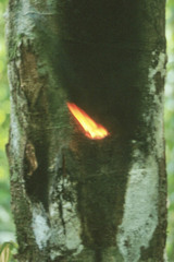 Tetragastris panamensis