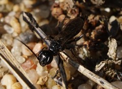 Dolichurus corniculus