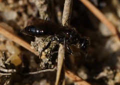 Dolichurus corniculus