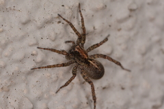 Artoriinae