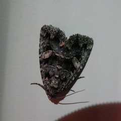 Condica macrosema