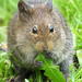 Southern Vlei Rat - Photo (c) Colin Ralston, some rights reserved (CC BY-NC), uploaded by Colin Ralston