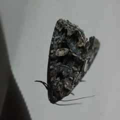 Condica macrosema
