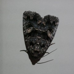 Condica macrosema