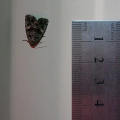 Condica macrosema