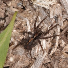 Artoriinae