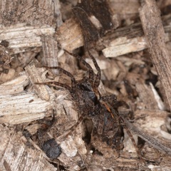 Artoriinae