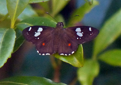 Celaenorrhinus humbloti