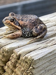 Limnodynastes dumerilii dumerilii