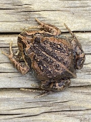 Limnodynastes dumerilii dumerilii