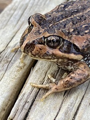 Limnodynastes dumerilii dumerilii