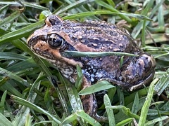 Limnodynastes dumerilii dumerilii