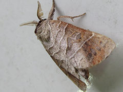 Clostera anastomosis