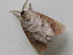 Clostera anastomosis