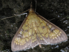 Uresiphita gracilis