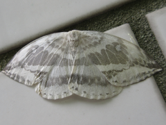 Cyclidia substigmaria