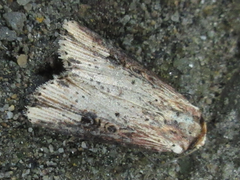 Axylia putris