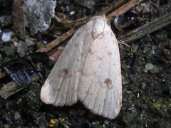 Anachrostis nigripunctalis