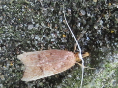 Lecitholaxa thiodora