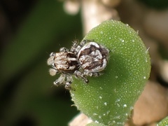 Maratus tasmanicus
