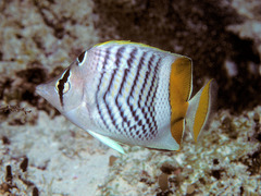 Indian Ocean Chevron Butterflyfish photo 2
