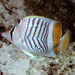 Seychelles Butterflyfish - Photo (c) BernardP, some rights reserved (CC BY-SA)