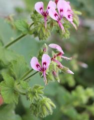 Pelargonium papilionaceum