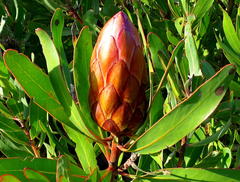 Protea susannae