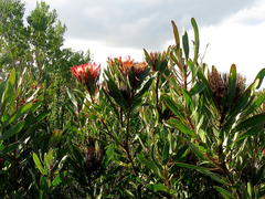 Protea susannae