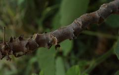 Pelargonium papilionaceum
