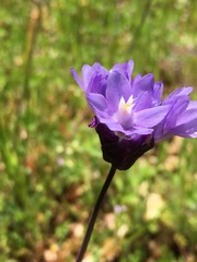 Dipterostemon capitatus