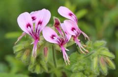 Pelargonium papilionaceum