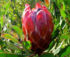 Protea susannae