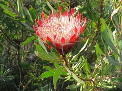 Protea susannae