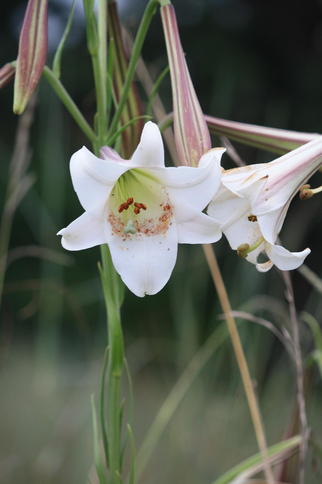 Azucenas (Género Lilium) · NaturaLista Mexico