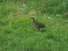 Gallinula chloropus