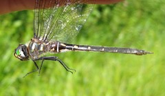 Somatochlora forcipata