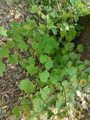 Paracercosporidium microsorum