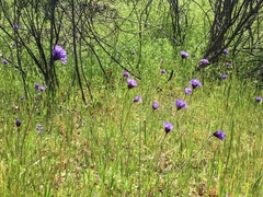 Dipterostemon capitatus