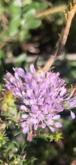 Agathosma ciliaris