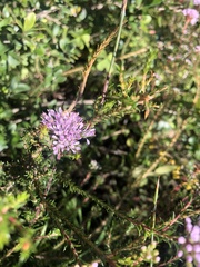 Agathosma ciliaris