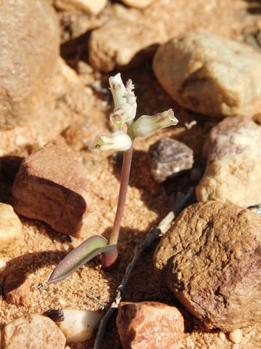 Lachenalia karooica