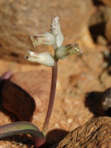 Lachenalia karooica