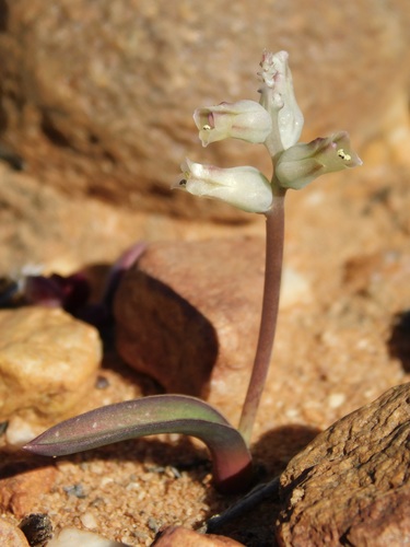 Lachenalia karooica
