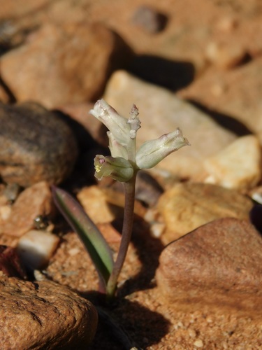 Lachenalia karooica